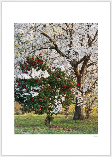 사진포스터, 풍경포스터,한국적인그림, 벚꽃사진